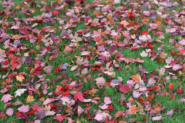 Red maple leaves lying on grass in autumn