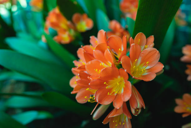 Flowers that bloom in the southern hemisphere during spring