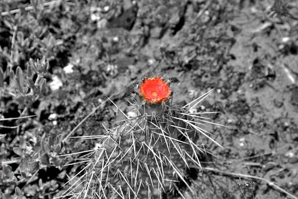 A striking artistic composition featuring a cactus in black and white, with a vivid red bloom as the focal point. The contrast emphasizes the beauty and resilience of desert flora, making this image perfect for themes of nature, minimalism, and artistic expression.
