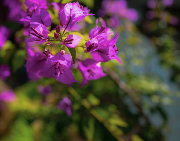 istock Flowers that bloom in the southern hemisphere during spring 2189137240