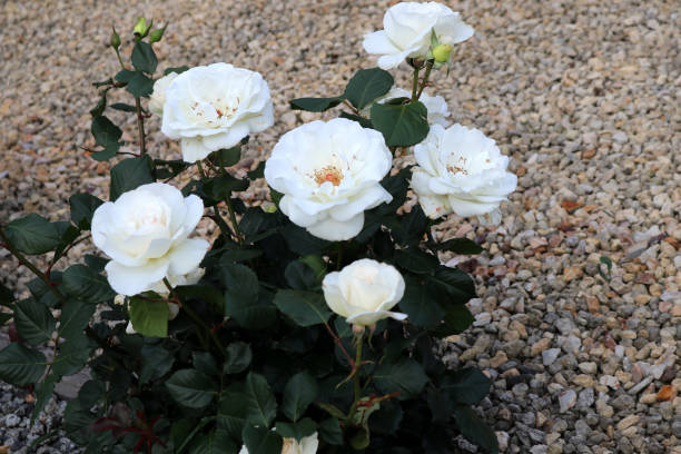 istock White garden rose (Rosa × alba) in bloom in a garden. 2189137818