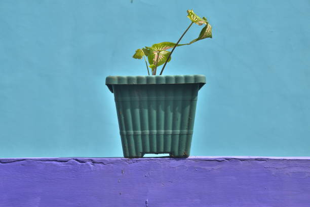 decorative flowers in a pot on a purple stand with a light blue background