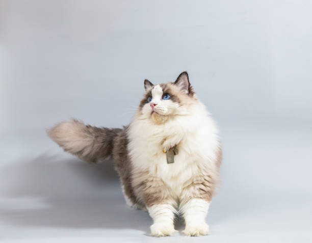 Ragdoll Cat, 2 years old, sitting in front of white background