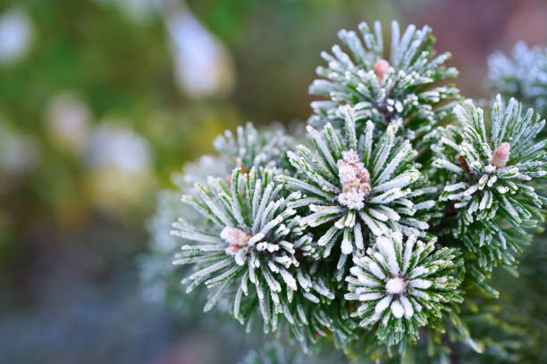 A DSLR close-up photo of a frozen pine tree branch (mountain pine) covered by rime ice. Shallow depth of field, space for copy.