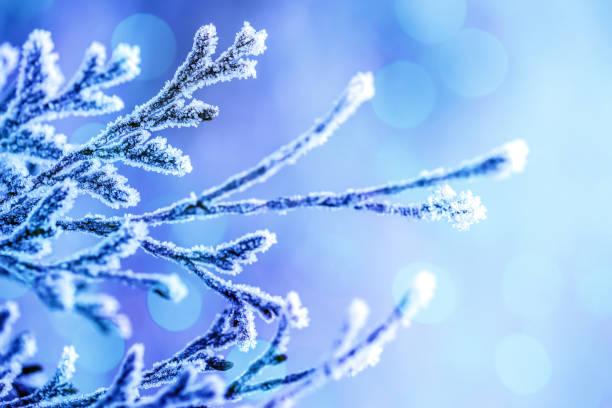 istock Rime ice on a frozen thuja tree branch 2189138419