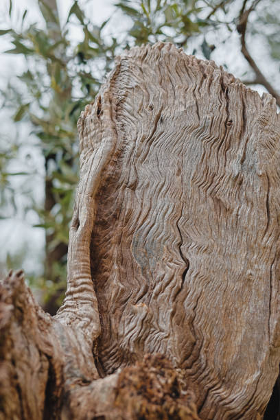 close-up of bark of an old olive tree in mediterranean region