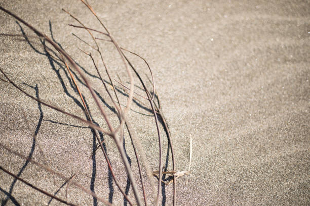Fine sand on the sea coast.The sunlight is shining.
