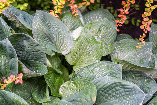 istock Hosta Flowers and Leaves Macro, Wet Hostas Leaf Nature Pattern, Funkia, Big Daddy Leaves, Plantain Lilies, 2189142136
