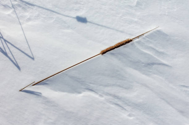 Cattails covered in frost morning in the marsh. This image showcases Typha latifolia, commonly known as cattails, in a frost-covered Midwest wetland landscape. Czech Republic