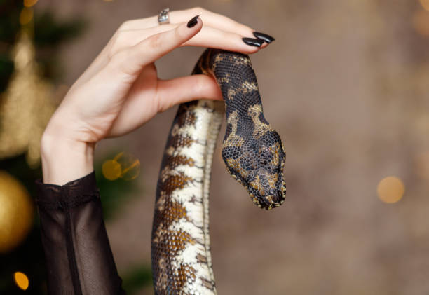 A woman is holding a snake in her hand. The snake is black and brown with a yellow head