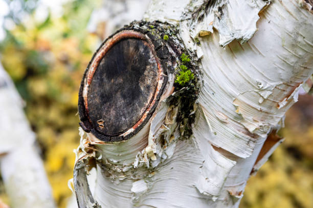 Birch tree in close-up