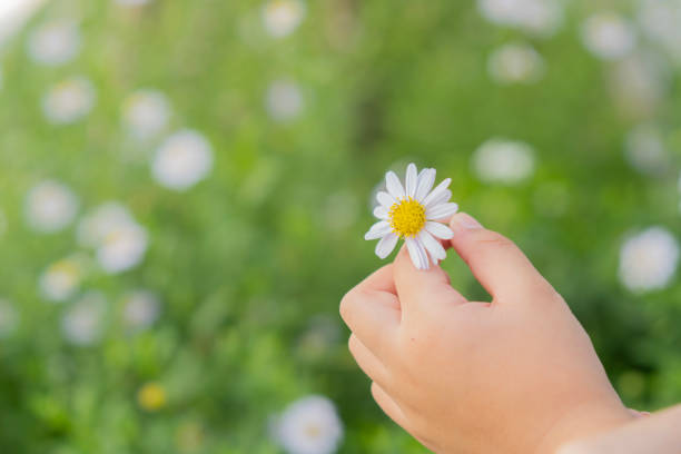 istock Baby hand touching daisies on a sunny day in springtime, close up. Nature lover. 2189145607