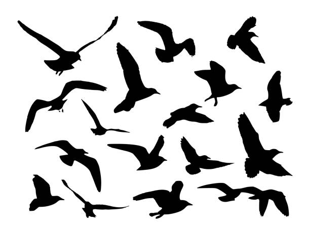 istock Silhouette of birds flying in the sky. 2189146397
