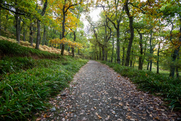 istock Footpath through Scottish woodland 2189146570