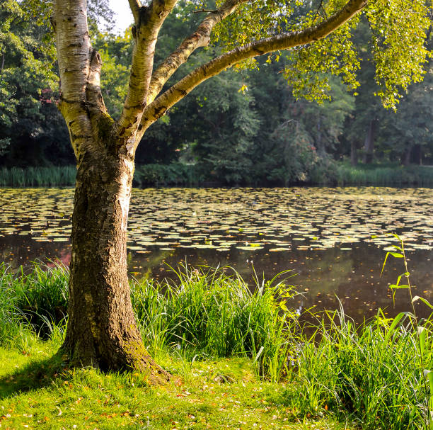 Landscape with lake, water lilies and birch trees.