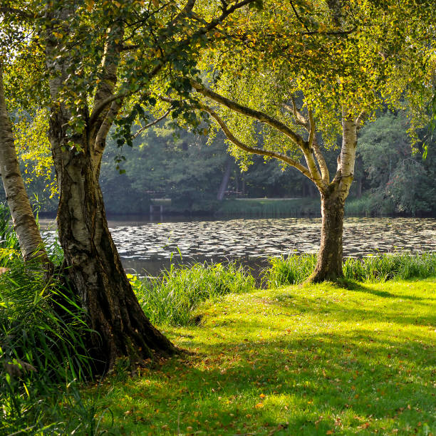 istock Landscape with lake, water lilies and birch trees. 2189146725