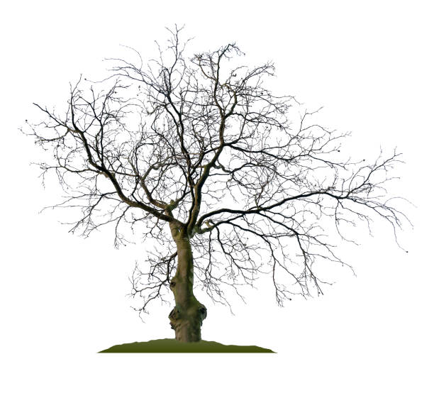 istock Silhouette of a natural beech tree on a white background. 2189146770
