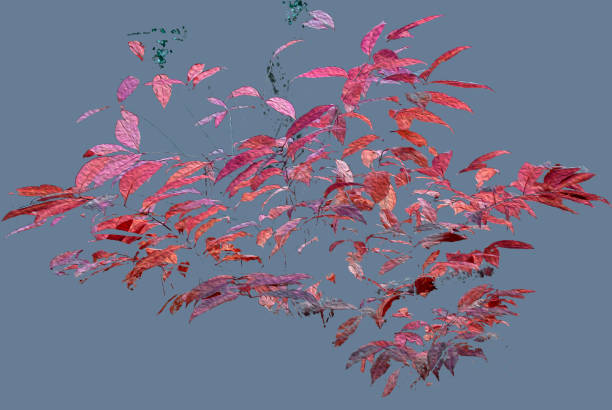 Abstract art installation with natural leaves
