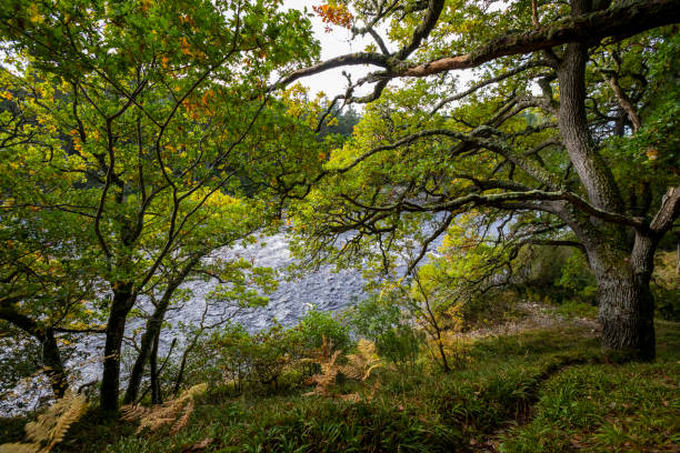 The River Dee in woodland to the west of Ballater, Scotland