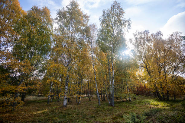 Woodland to the west of Ballater, Scotland