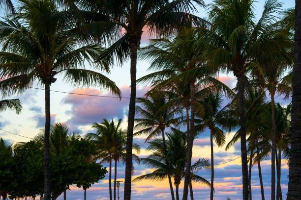 istock Palm trees against a vibrant sunset sky. 2189147695