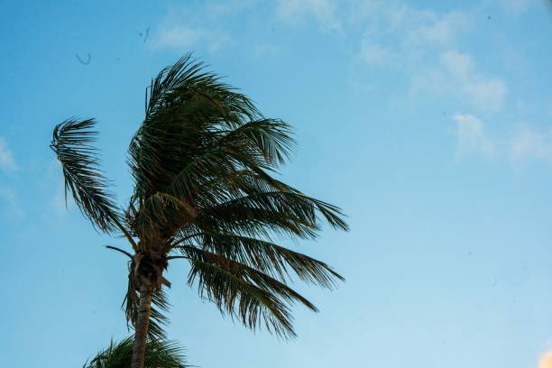 istock Palm trees silhouetted against a vibrant sky. 2189147712