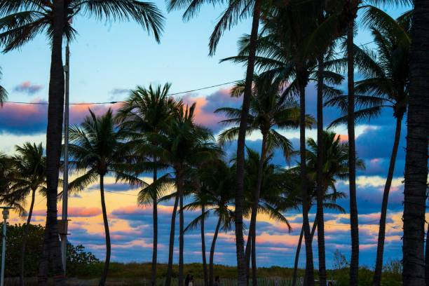istock Palm trees silhouetted against a vibrant sunset sky. 2189147748