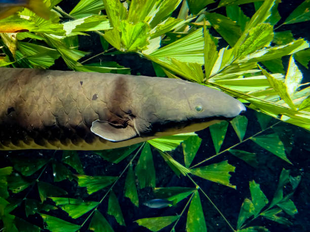 istock Portrait of an Australian lungfish 2189147947