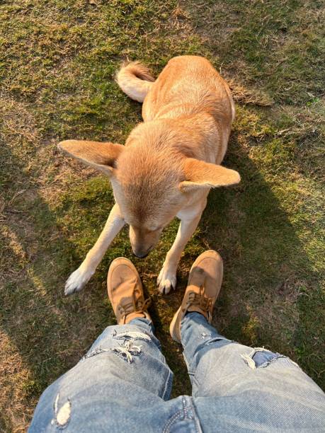 istock Dog sitting on a green lawn 2189149883