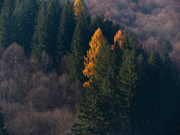 istock Yellow larch in green spruce pine trees in fall Carpathian mountains forest Contrasting colors Village in Transcarpathia 2189150025