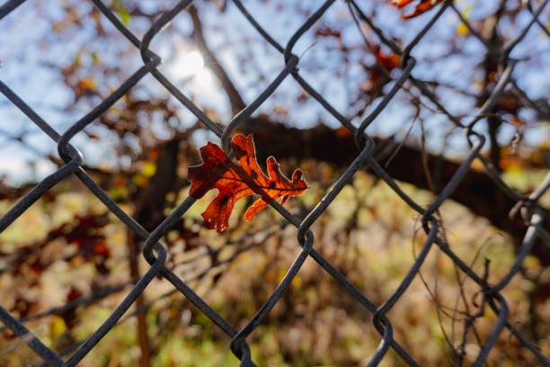 Vibrant autumn leaves rest on a metal fence, showcasing seasonal beauty.