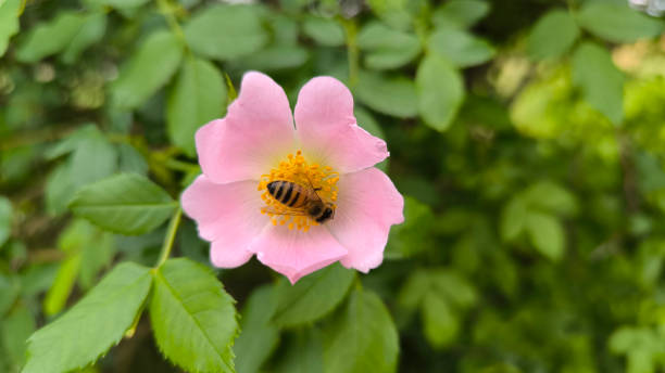 istock blooming bush of wild roses in sunlight 2189150893