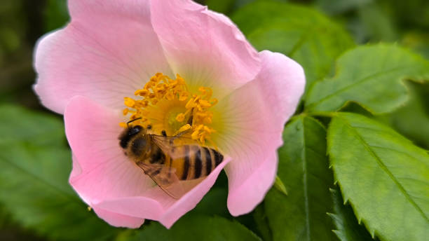 istock blooming bush of wild roses in sunlight 2189150903