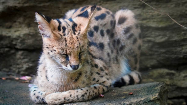 istock beautiful serval or Leptailurus serval lying peacefully on a rock, showcasing its distinctive spotted fur in a natural environment. Captures the elegance and serenity 2189151399
