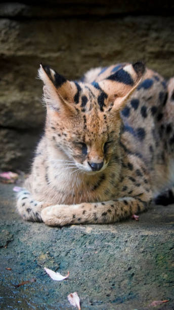 istock beautiful serval or Leptailurus serval lying peacefully on a rock, showcasing its distinctive spotted fur in a natural environment. Captures the elegance and serenity 2189151403