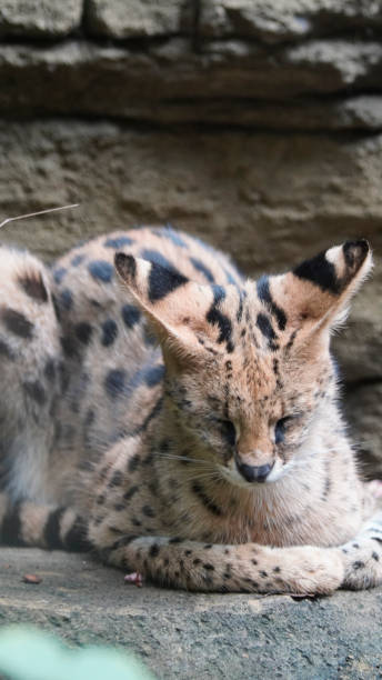 istock beautiful serval or Leptailurus serval lying peacefully on a rock, showcasing its distinctive spotted fur in a natural environment. Captures the elegance and serenity 2189151444