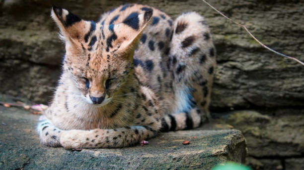istock beautiful serval or Leptailurus serval lying peacefully on a rock, showcasing its distinctive spotted fur in a natural environment. Captures the elegance and serenity 2189151445