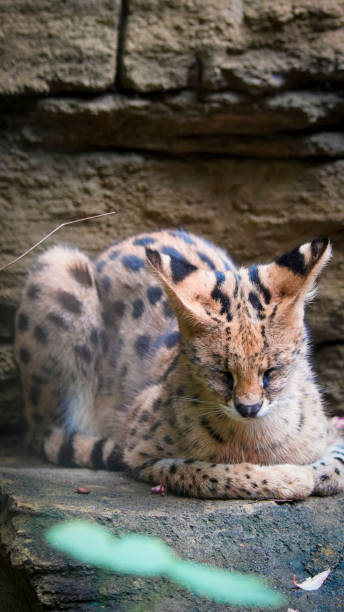 istock beautiful serval or Leptailurus serval lying peacefully on a rock, showcasing its distinctive spotted fur in a natural environment. Captures the elegance and serenity 2189151450