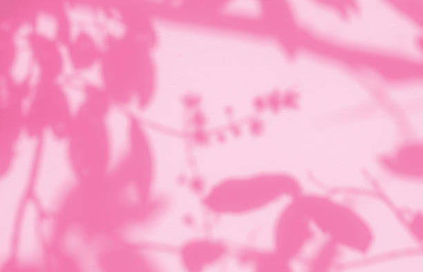istock cement wall background. floor and pink shadow tree leaves background. 2189151846
