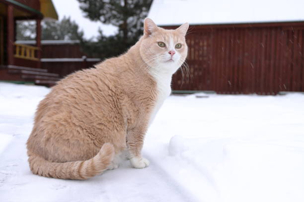 istock Cat outdoors on a winter snowy day. 2189152765