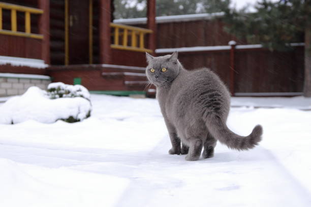 Cat looks up while sitting out of window in snow in Lodi, Lombardy, Italy