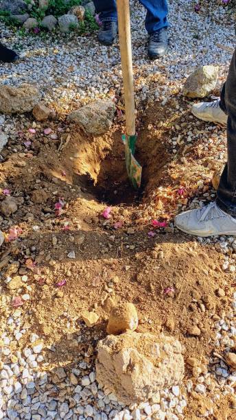 istock planting trees in the garden. digging soil 2189154218