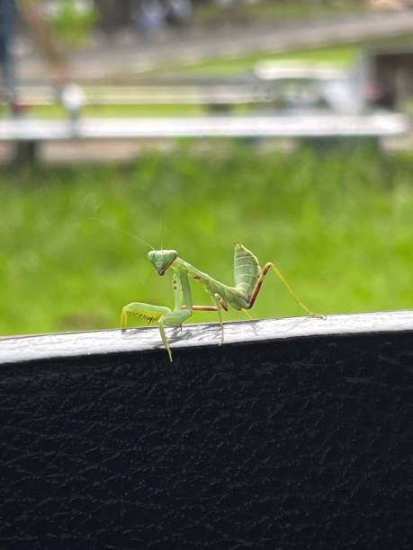 istock Mantis, Bogor, Indonesia December 10, 2024 2189154604