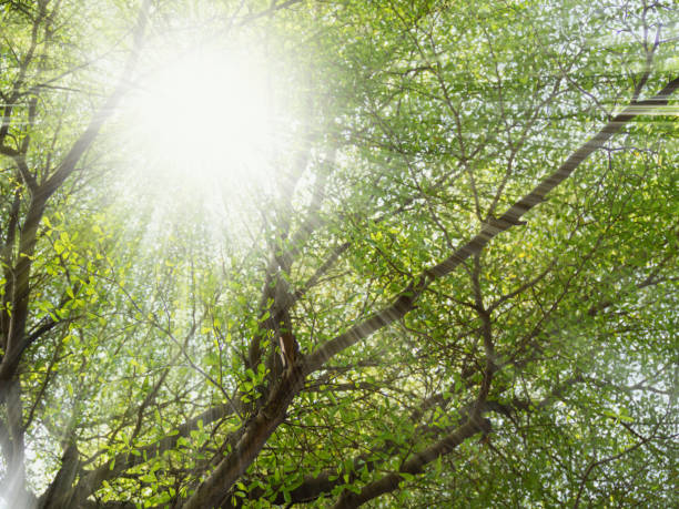 istock Low angle shot green tree and sunlight. branches and leaves with light ray 2189155036