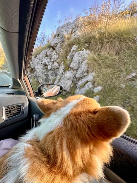 istock Corgi enjoying a car ride with ears flapping in the wind through the window 2189156433