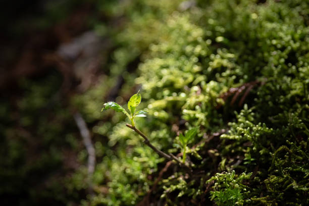 istock Fluffy moss photographed with a macro lens 2189157177