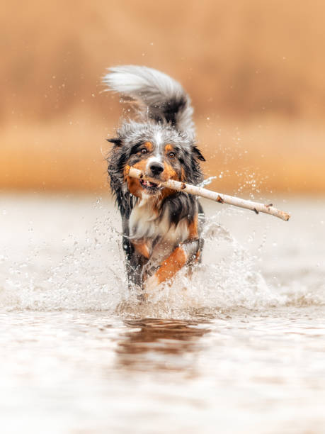 istock Dog, Lucky Australian Shepherd running with sticks in the Water 2189157516