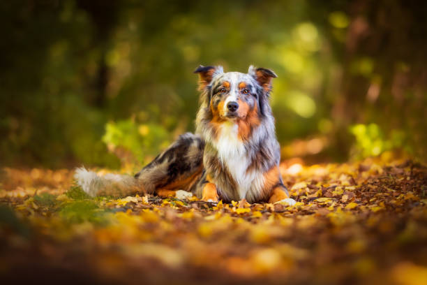 istock Dog, Lucky Australian Shepherd sitting in the forest 2189157523