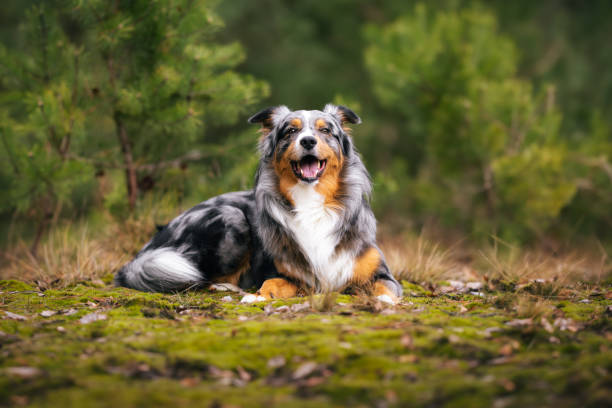 Dog, Lucky Australian Shepherd sitting in the forest, Pet in Nature, trekking, hiking, travel