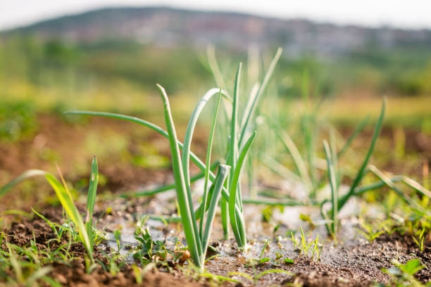Spring onion in the garden during springtime. No people